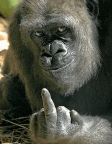 Monkey photo